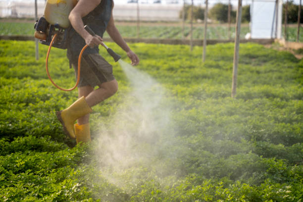 Best Pest Control Near Me  in Sunnyvale, CA